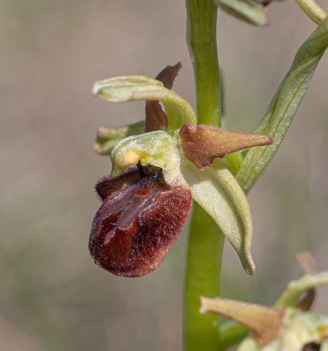 Ophrys della sezione Araniferae